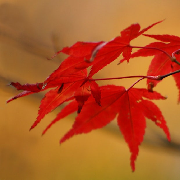japanese maple leaf love symbol