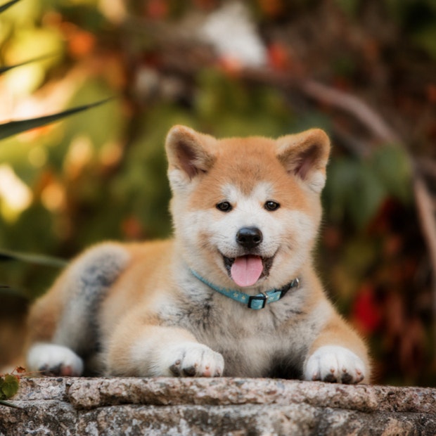 akita cutest dog breeds