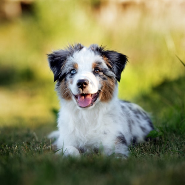 australian shepherd cutest dog breed