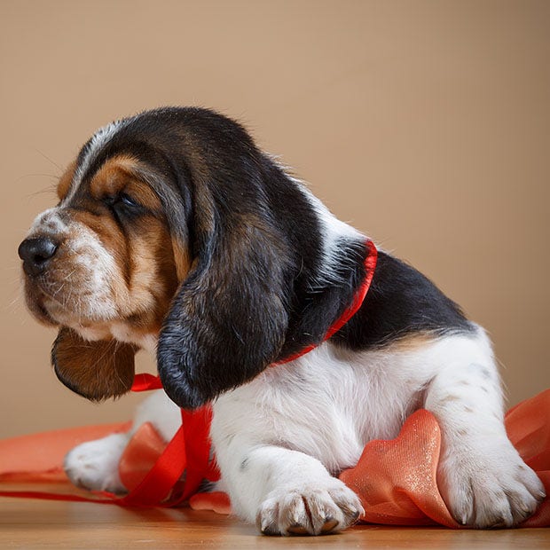 Basset hound puppy cutest dog breed