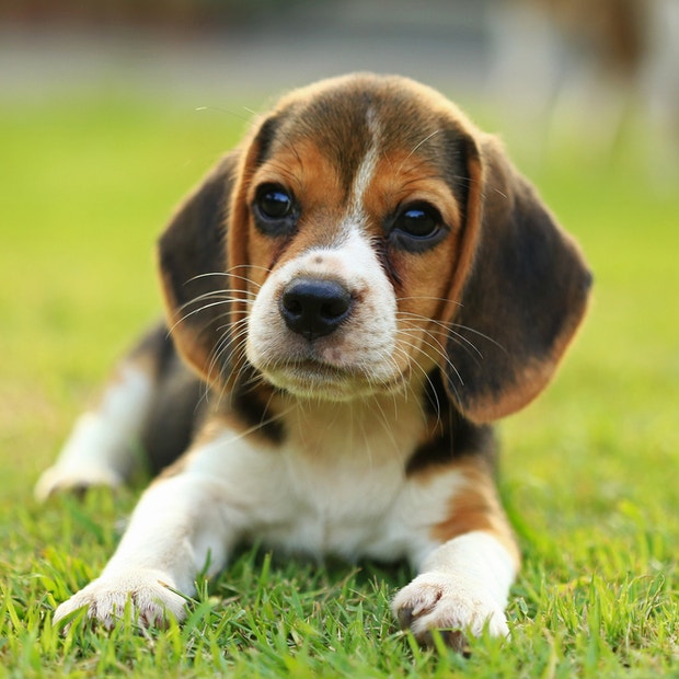 beagle cutest dog breed