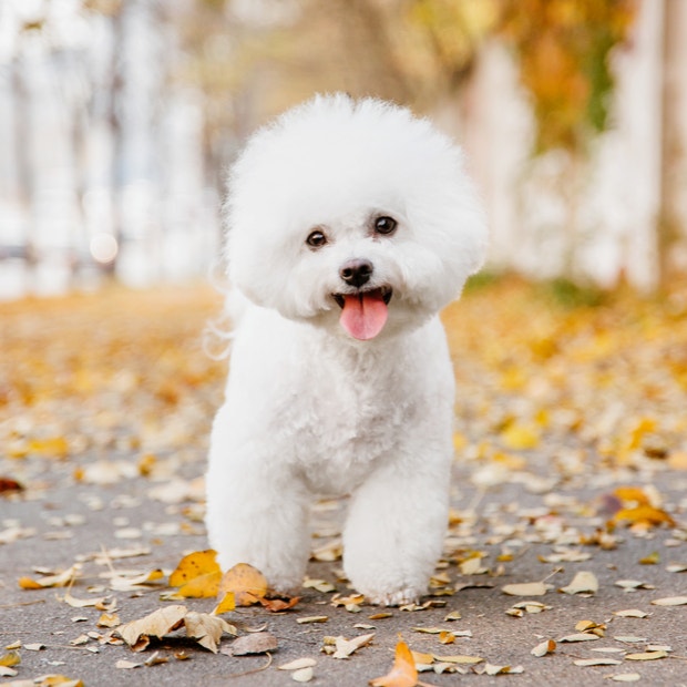 bichon frise cutest dog breeds