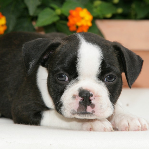 boston terrier cutest dog breeds
