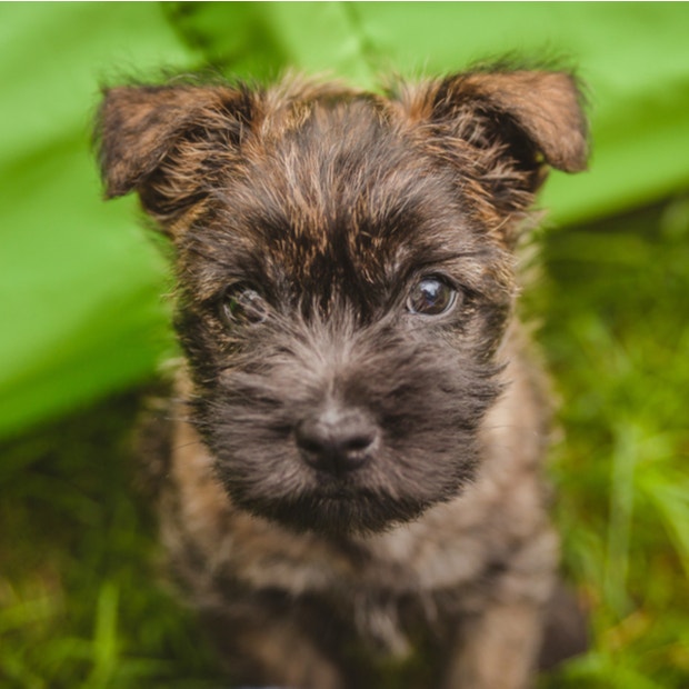 cairn terrier cutest dog breeds