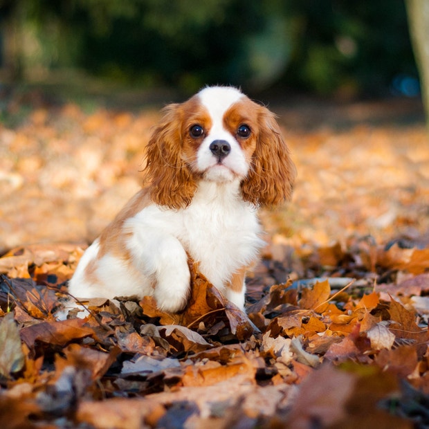 cavalier king charles spaniel cutest dog breed