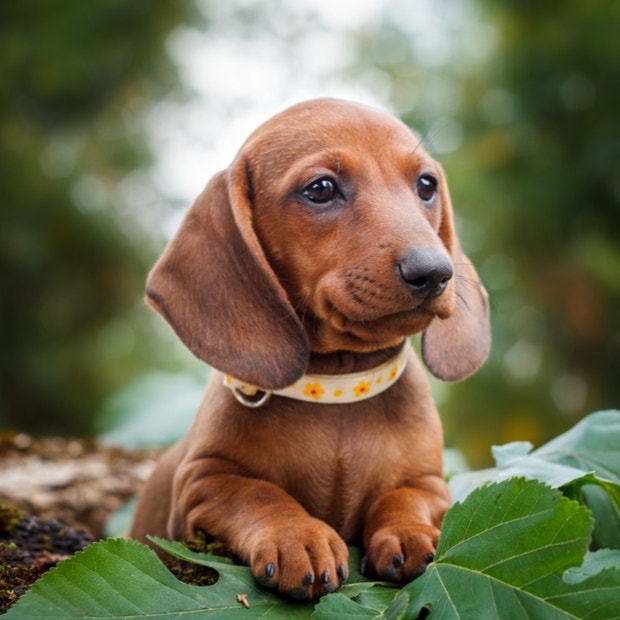 dachshund cutest dog breed