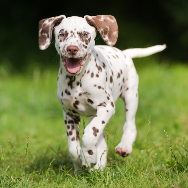 dalmatian cutest dog breeds