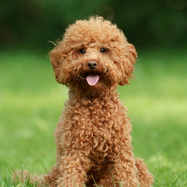 poodle cutest dog breed