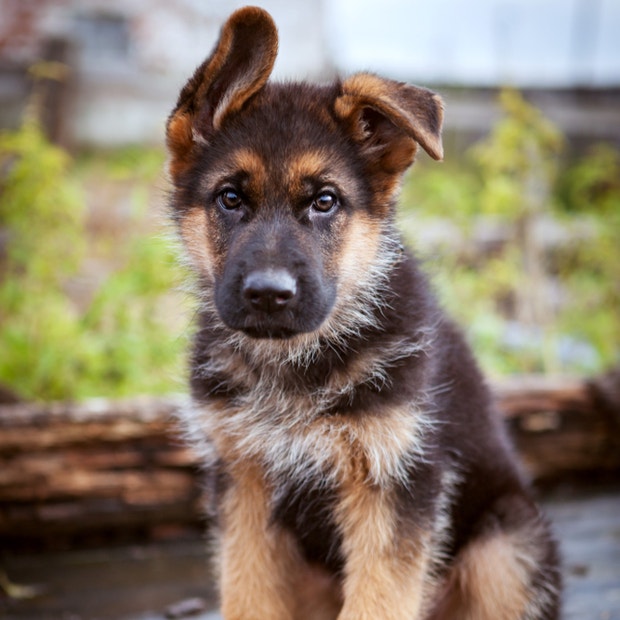 german shepherd cutest dog breed