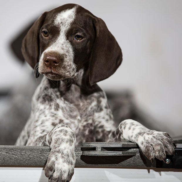 german shorthaired pointer cutest dog breed