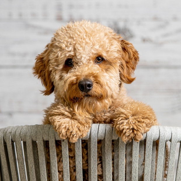 goldendoodle cutest dog breeds