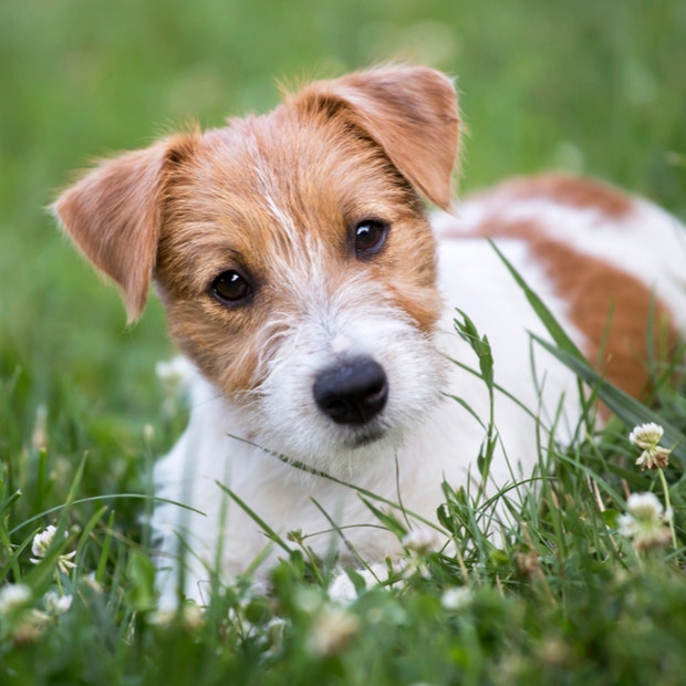 jack russel terrier cutest dog breeds