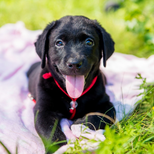 labrador retriever cutest dog breeds