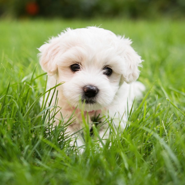 maltese cutest dog breeds