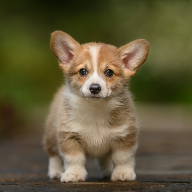 pembroke welsh corgi cutest dog breeds