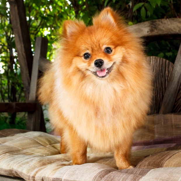 pomeranian cutest dog breed