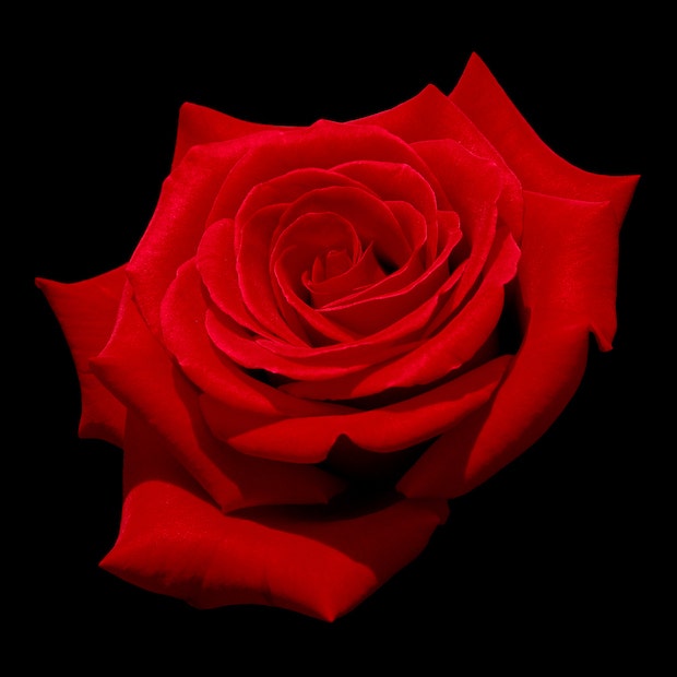 red rose love symbol