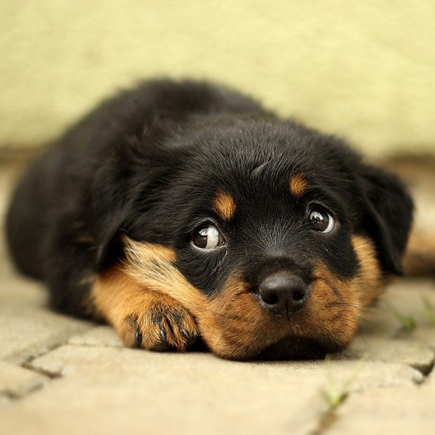rottweiler puppy cutest dog breed