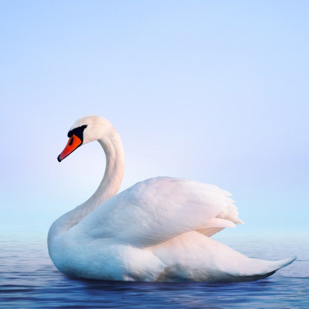 swan love symbol