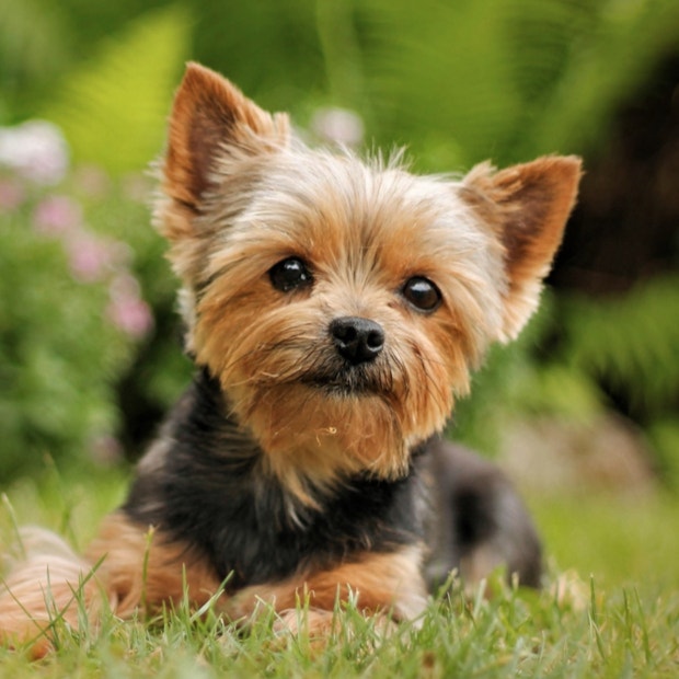 yorkshire terrier cutest dog breeds