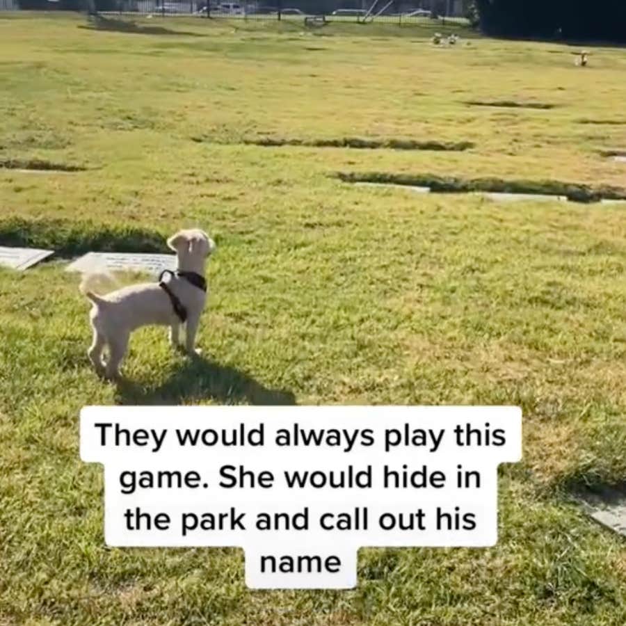 dog find&#039;s owner&#039;s mom&#039;s grave without even knowing where it is