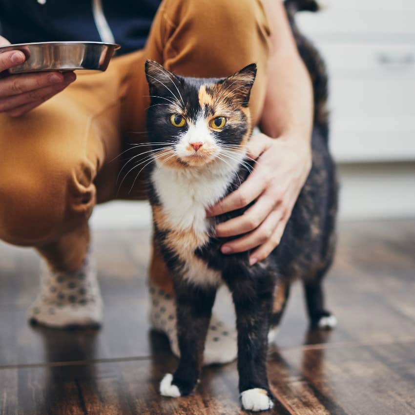 Animal Communicator Explains Why You Feel Such A Strong Connection To Your Pet