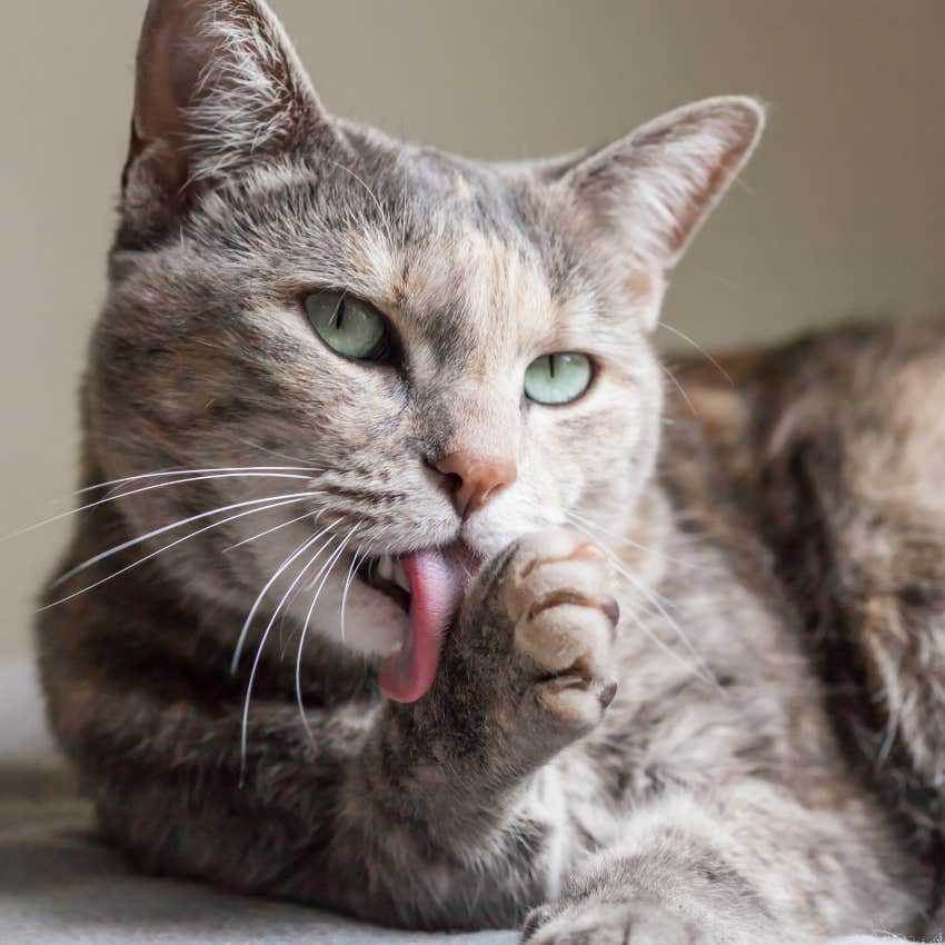 Yes, Your Cat Is Weird And Here Are 15 Facts That Prove It
