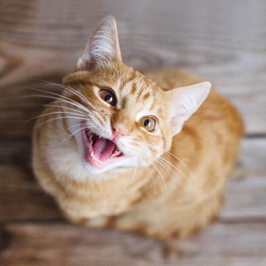 Yes, Your Cat Is Weird And Here Are 15 Facts That Prove It