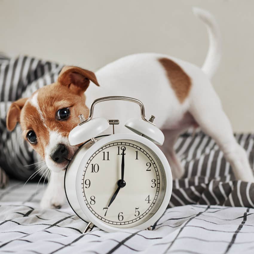 Dog Trainer Victoria Stilwell Reveals How Dogs Tell Time
