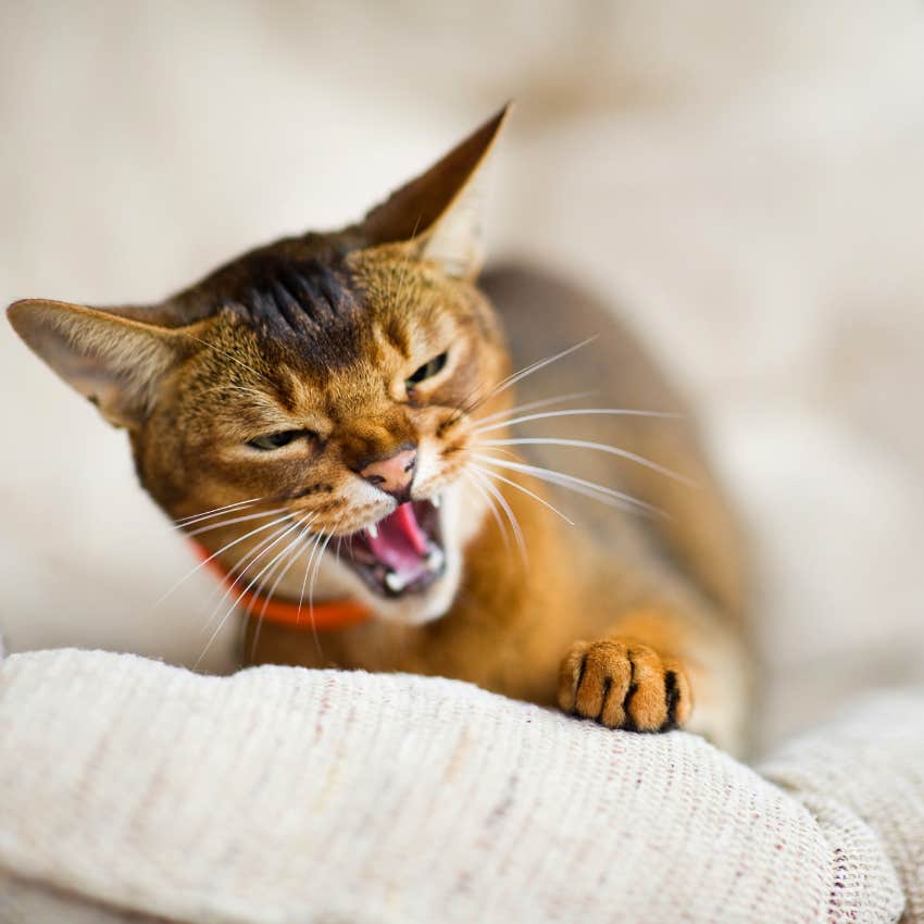 8 Subtle Ways Your Cat Tells You When They&#039;re In Pain