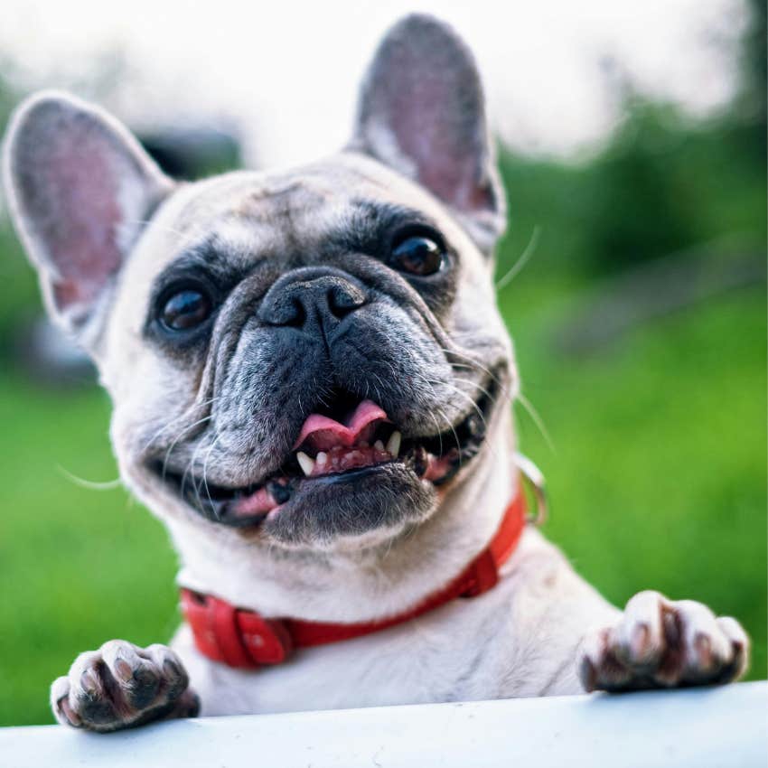 The One Thing You Can Do To Make Your Dog Feel Super Happy