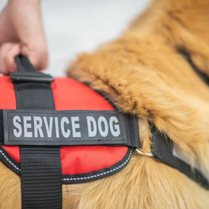 Passenger Banned From Flying After Refusing To Sit Next To A Service Dog