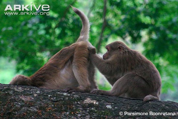 Assam Macaques