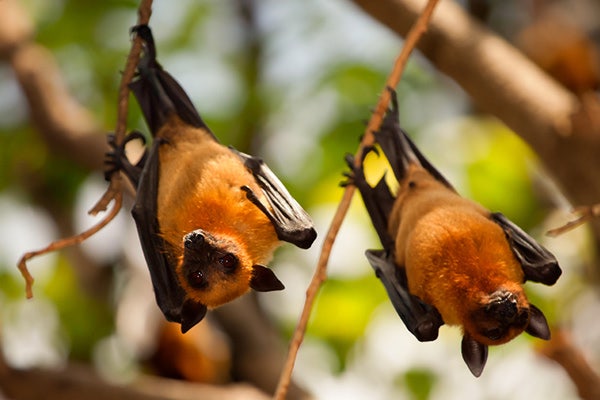 Short Nosed Fruit Bats