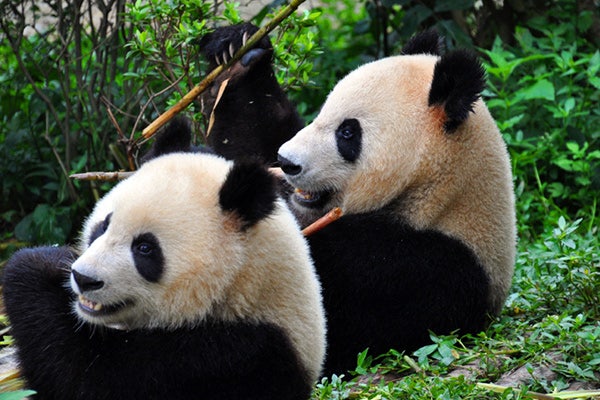 Pretty Big Pandas