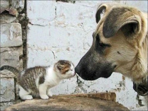 Kiss: 12 Most Adorable Animal Smooches To Make You Melt Kiss: 12 Most Adorable Animal Smooches To Make You Melt