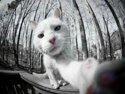 12 Animals Trying To Land A Date With Amazing Selfies