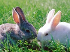 bunnies rabbits grey white field grass kissing animals cute