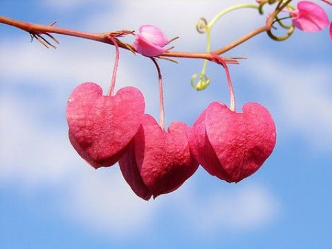 three hearts hanging from a tree
