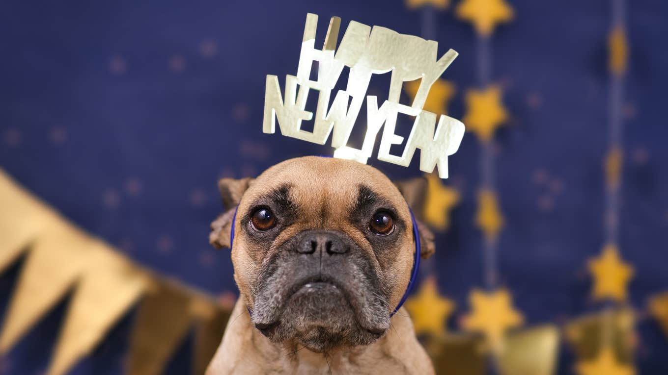 Dog with Happy New Year hat