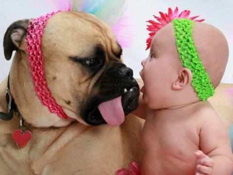 videos: babies and dogs