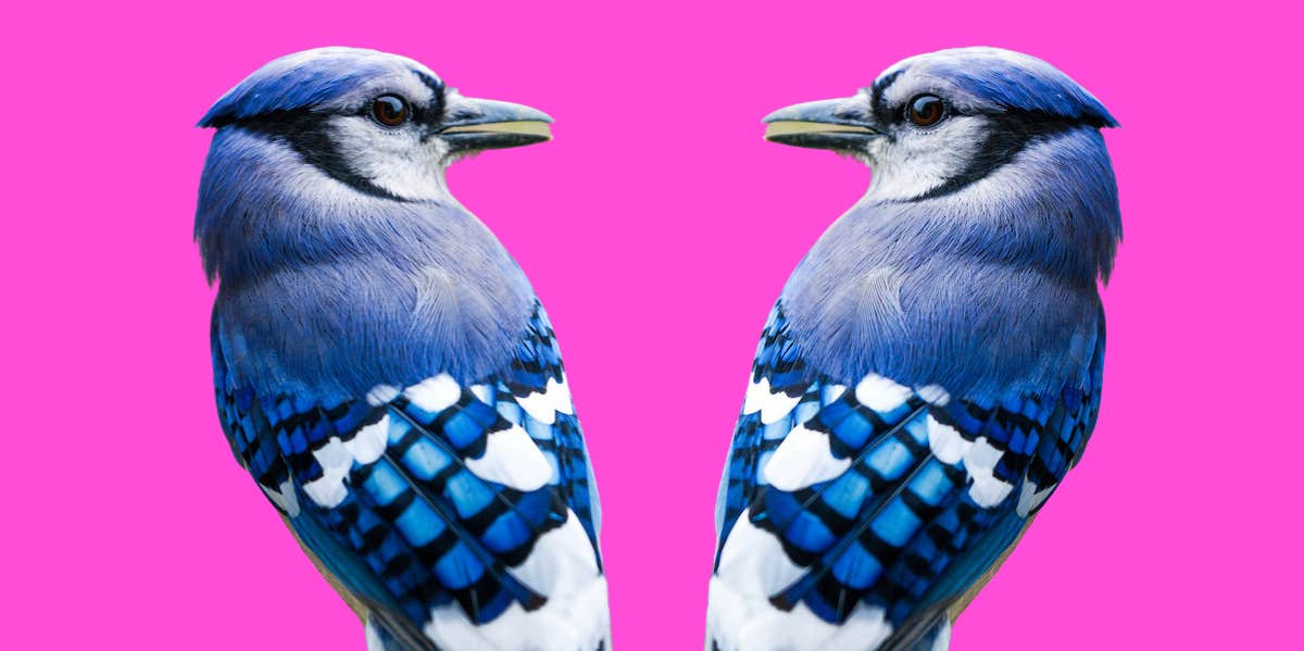 double high resolution photo of a beautiful Blue Jay against a vibrant fuscia background