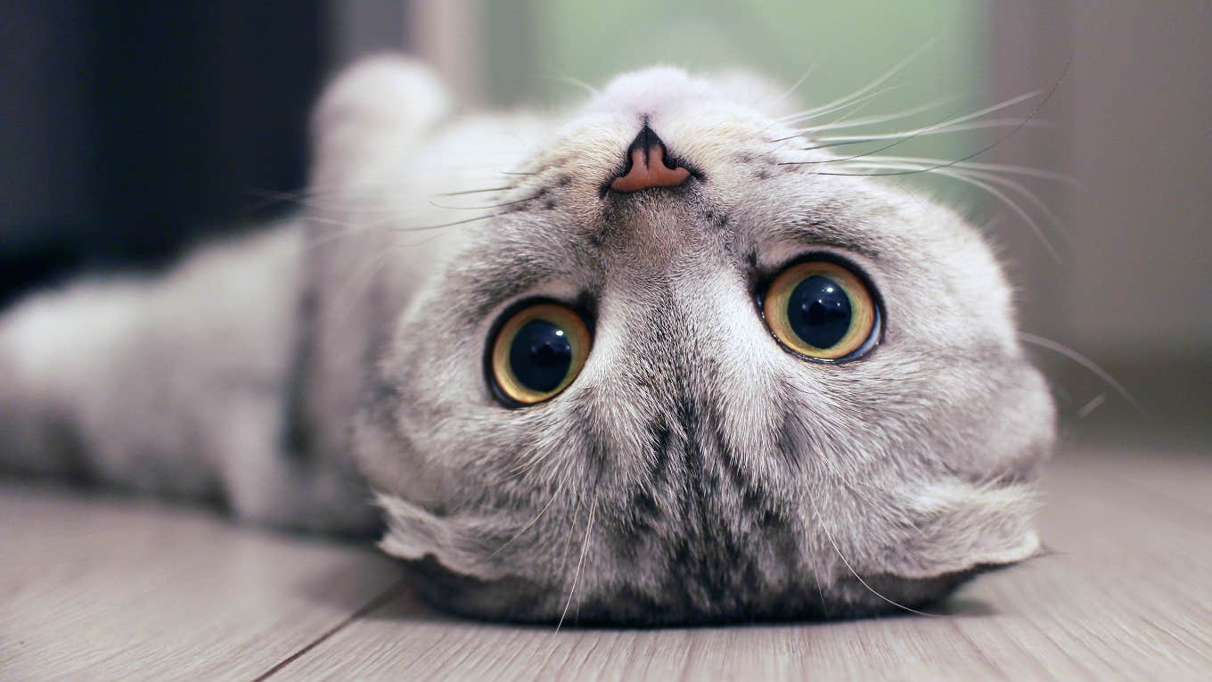 weird cat laying upside down