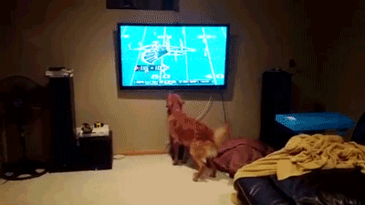dog bouncing around at tv