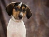 But Who Gets the Dog? But Who Gets the Dog?
