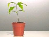 How To Nourish A New Relationship: Five Tips sapling