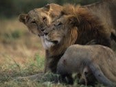Awww Alert! Lions Reunite With Human Parents lion love africa furry