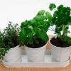 The Green-Thumb Mom