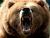 thisbearbites