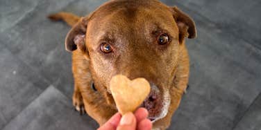 dog and heart shaped treat